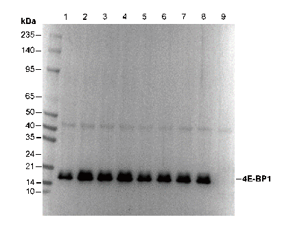 4E-BP1 Antibody