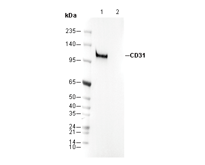 CD31 (PECAM-1) Antibody