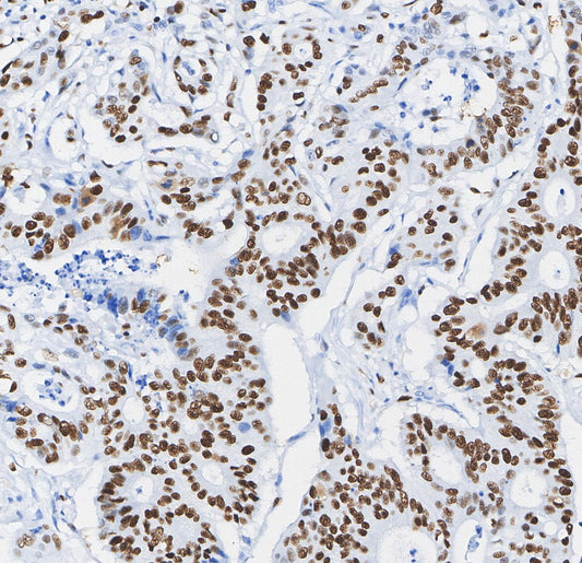 CREB Antibody