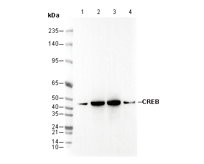 CREB Antibody