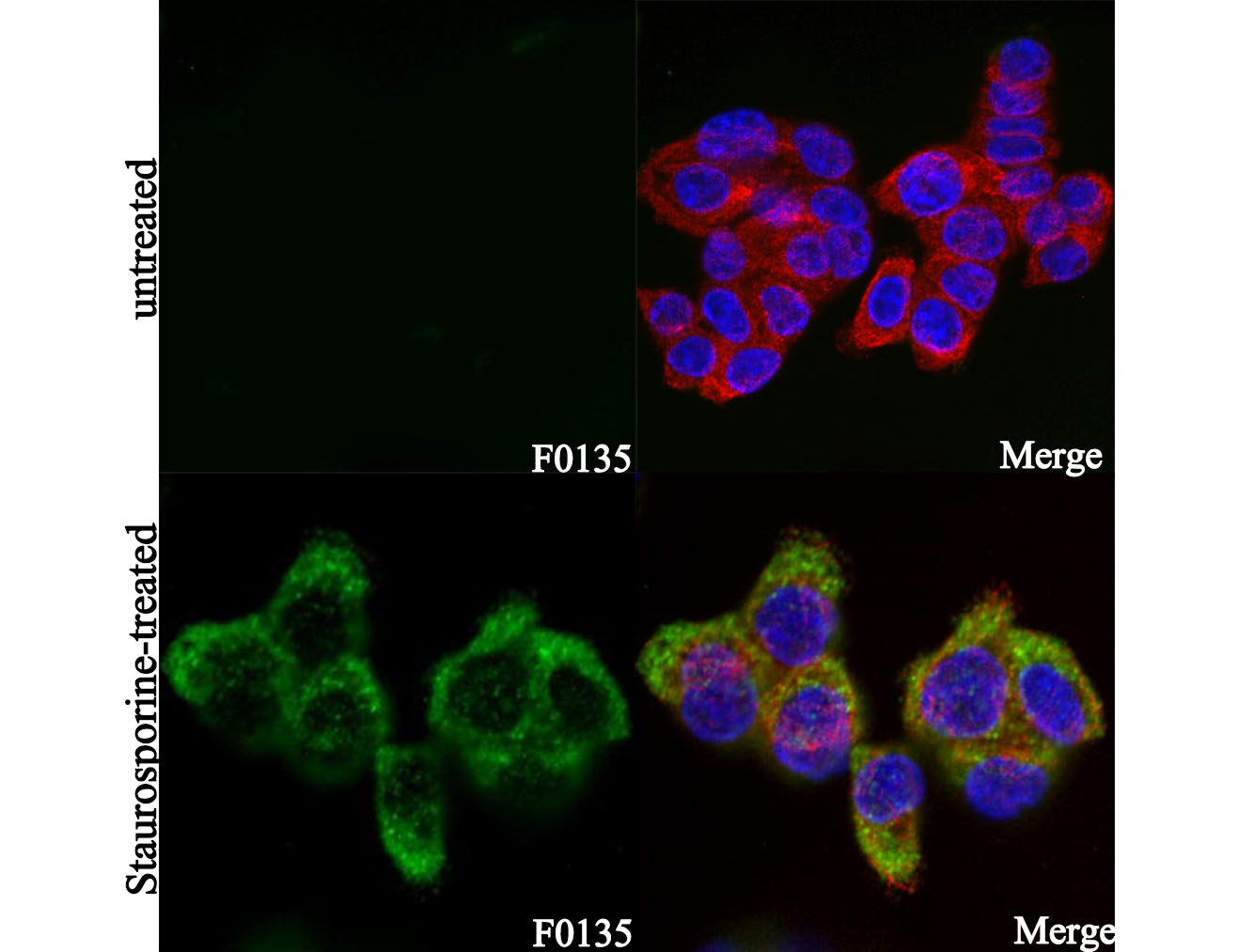 Cleaved Caspase3 (Asp175) Antibody
