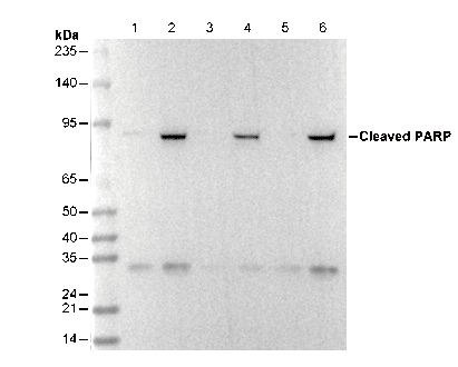 Cleaved PARP (Asp214) Antibody