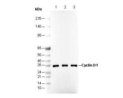 Cyclin D1 Antibody