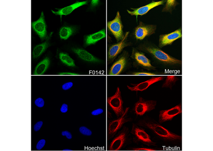 GSK-3β Antibody