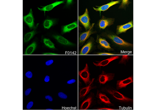GSK-3β Antibody