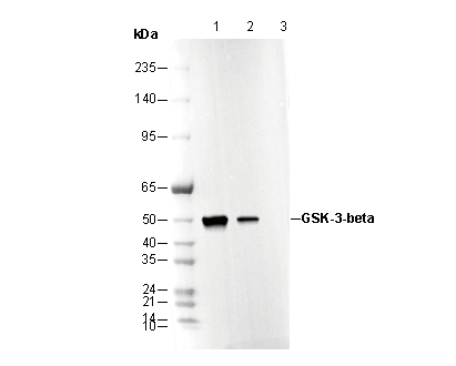 GSK-3β Antibody