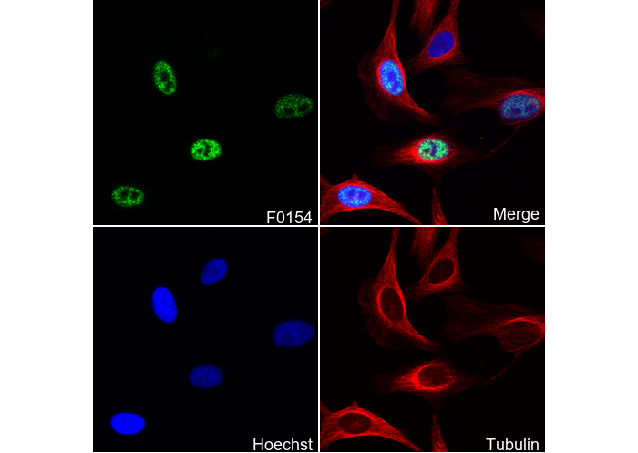 Phospho-CREB (Ser133) Antibody