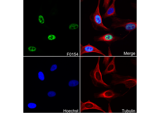Phospho-CREB (Ser133) Antibody