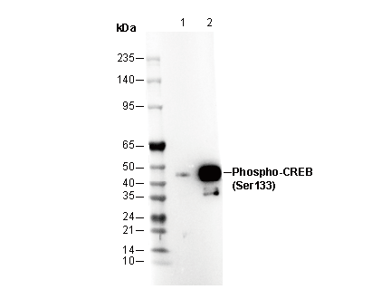 Phospho-CREB (Ser133) Antibody