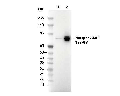 Phospho-STAT3 (Tyr705) Antibody