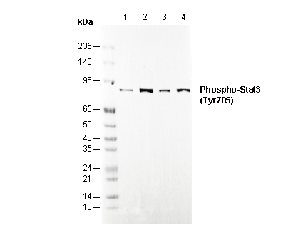Phospho-STAT3 (Tyr705) Antibody