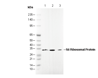 S6 Ribosomal Protein Antibody