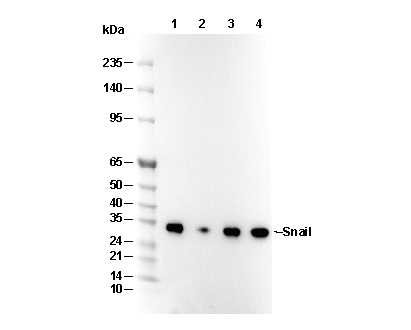 Snail Antibody