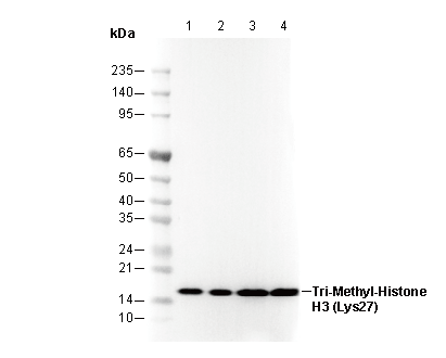 Histone H3 (tri methyl Lys27) Antibody