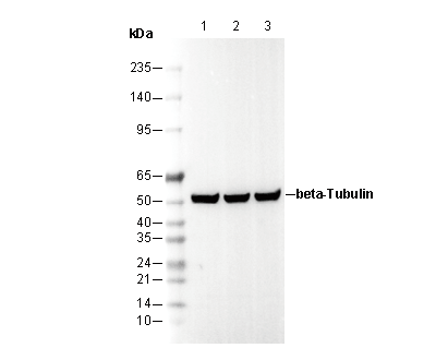 β-Tubulin Antibody