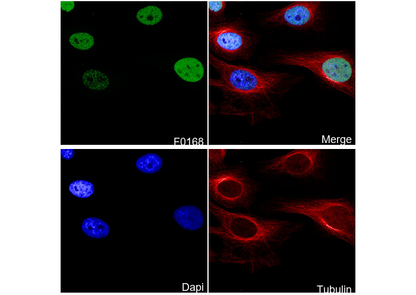 c-Jun Antibody
