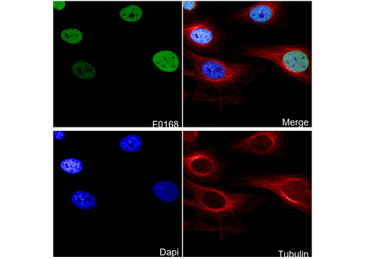 c-Jun Antibody