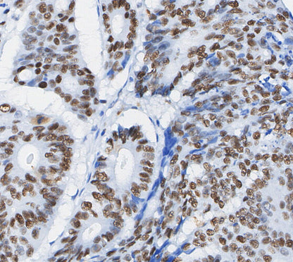 c-Jun Antibody