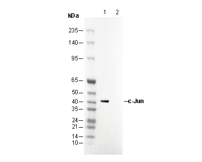 c-Jun Antibody