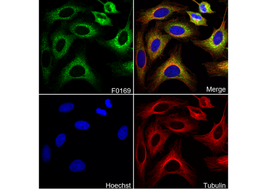 mTOR Antibody