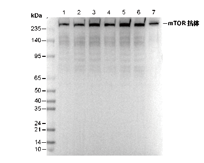 mTOR Antibody