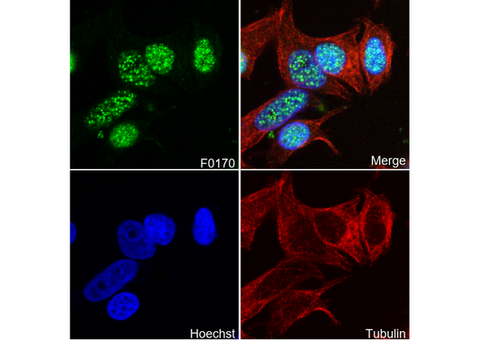 p21 Waf1/Cip1 Antibody