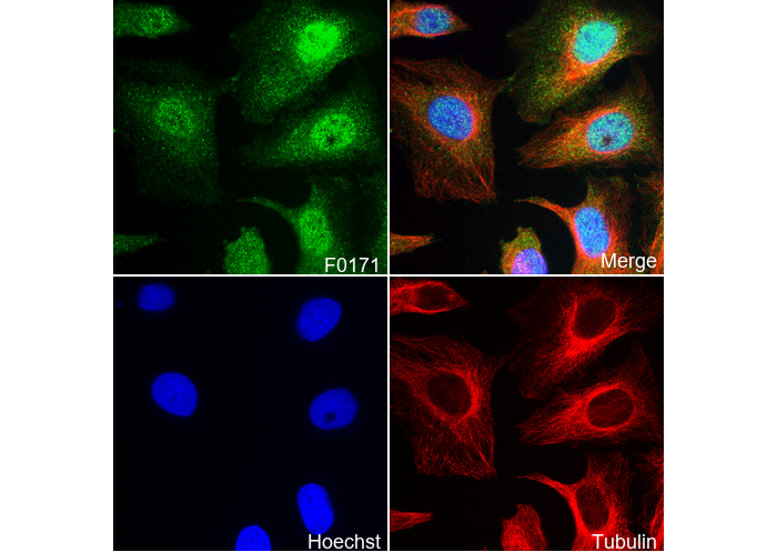 p38 MAPK Antibody