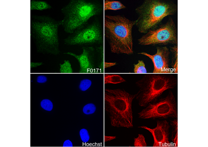 p38 MAPK Antibody