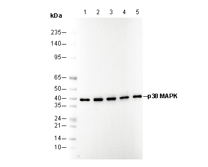 p38 MAPK Antibody