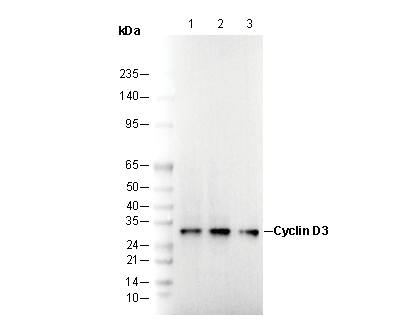 Cyclin D3 Antibody