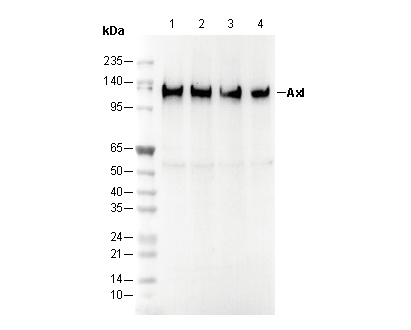 Axl Antibody