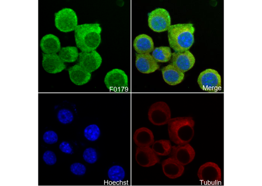 BACE Antibody