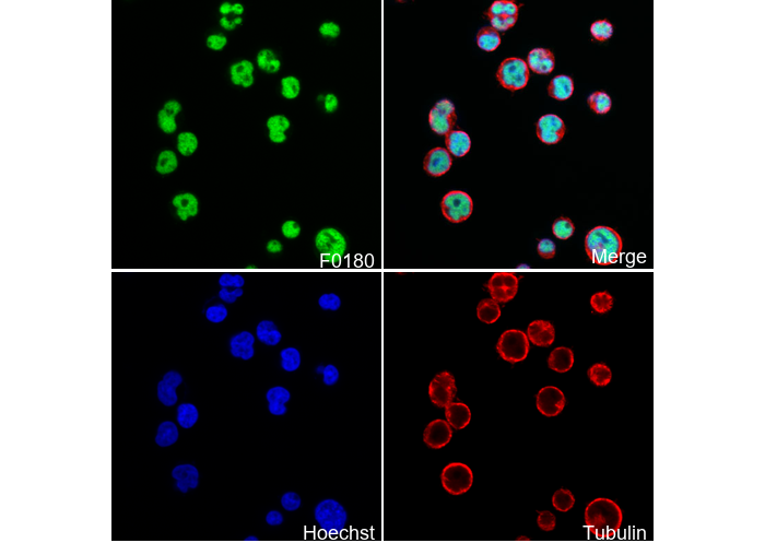 T-BET Antibody