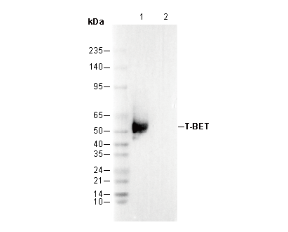 T-BET Antibody