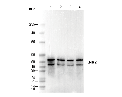 JNK2 Antibody