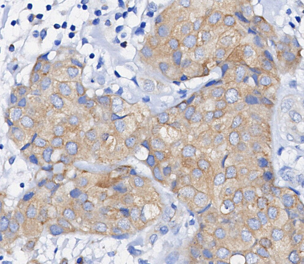 Phospho-S6 Ribosomal Protein (S235/236) Antibody