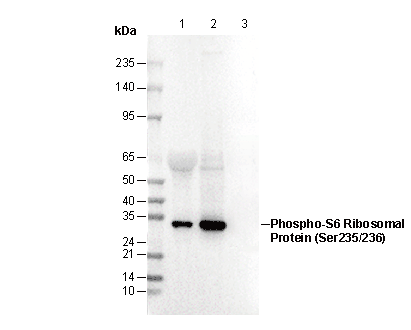 Phospho-S6 Ribosomal Protein (S235/236) Antibody
