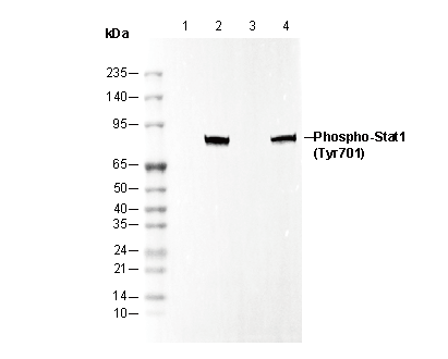 Phospho-STAT1 (Tyr701) Antibody
