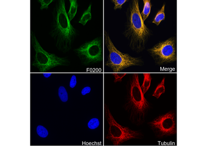 Stat3 Antibody