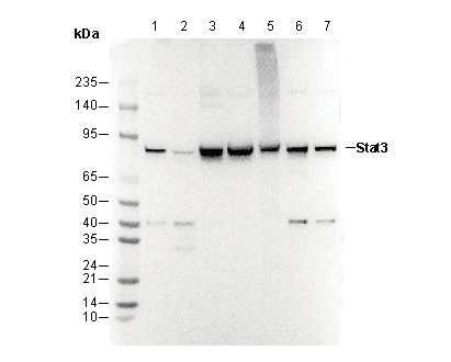 Stat3 Antibody