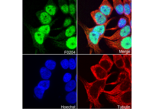 GATA-3 Antibody