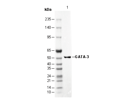 GATA-3 Antibody