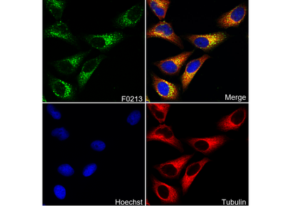 EEA1 Antibody