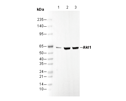 Akt1 Antibody