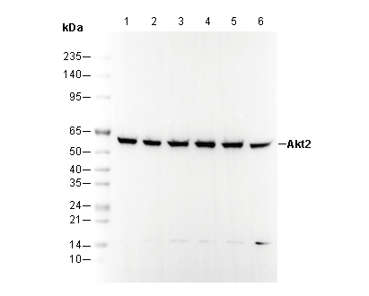 Akt2 Antibody