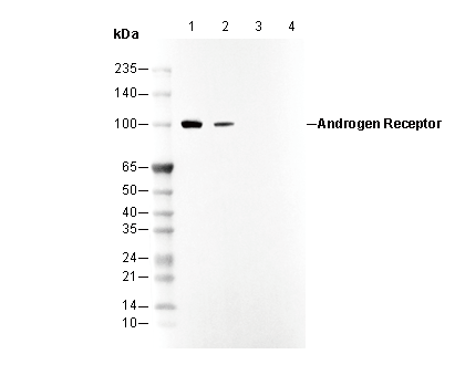 Androgen Receptor Antibody