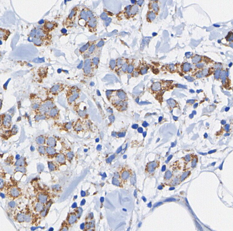 GRP78/BIP Antibody