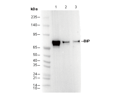 GRP78/BIP Antibody