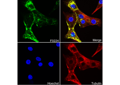 Caveolin-1 Antibody