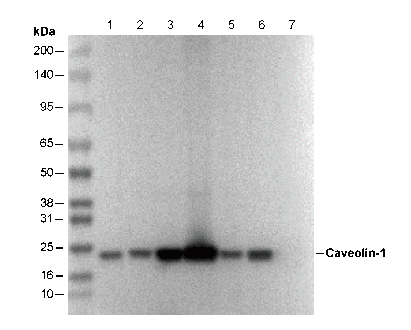 Caveolin-1 Antibody
